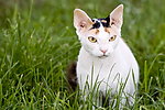 小猫
