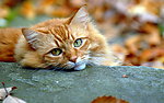 小猫