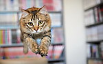 小猫