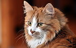 小猫