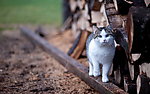 小猫