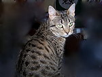 小猫