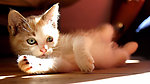 小猫