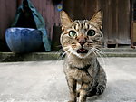 小猫