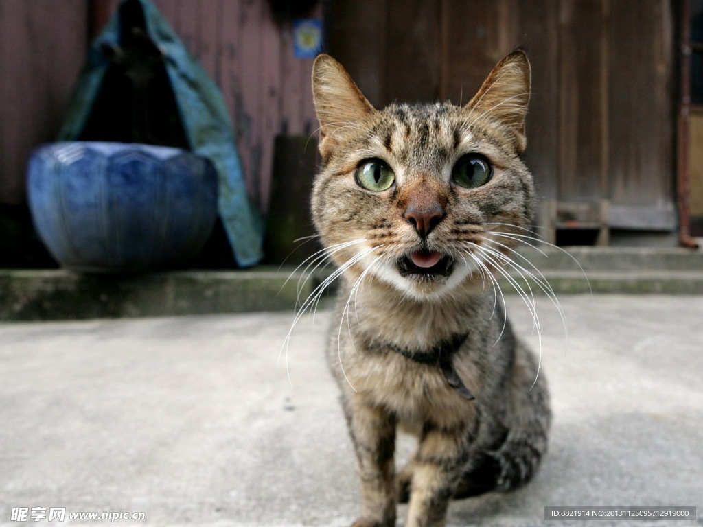 小猫