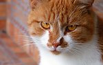 小猫