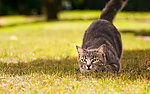小猫