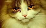 小猫