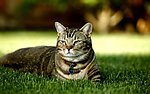 小猫