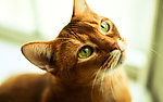 小猫
