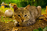 小猫