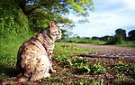 小猫