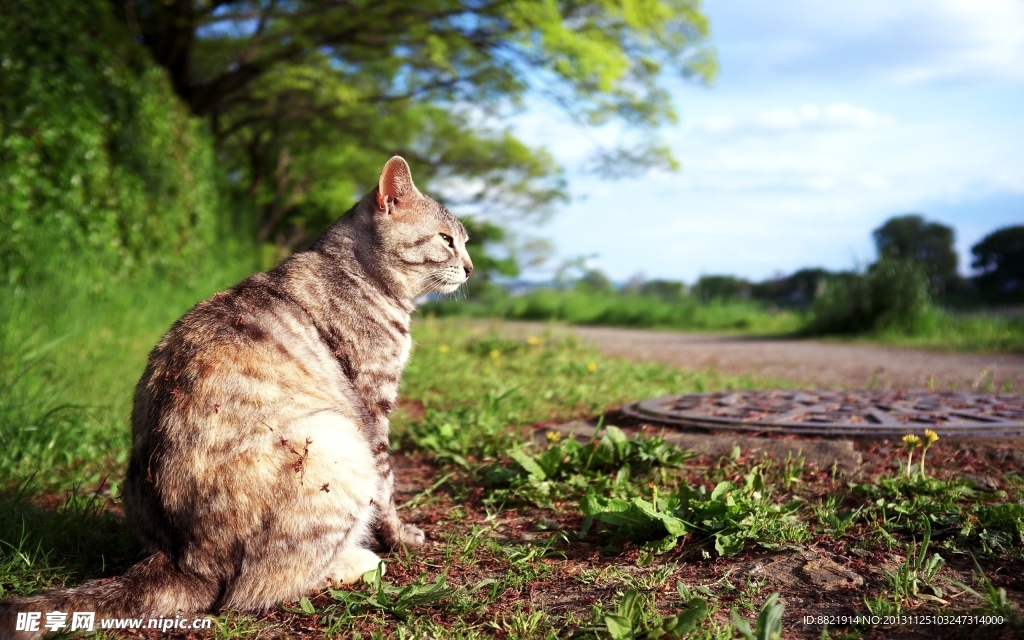 小猫
