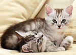 小猫