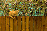 小猫
