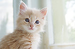 小猫