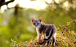 小猫