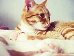 小猫