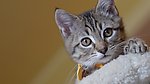 老虎猫