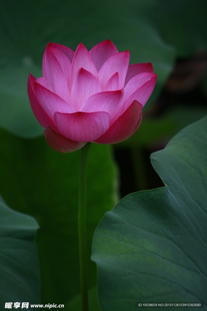 中国风 荷花