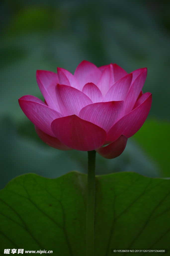 中国风 荷花
