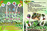 花卉宣传单张