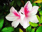 杜鹃花