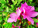 杜鹃花
