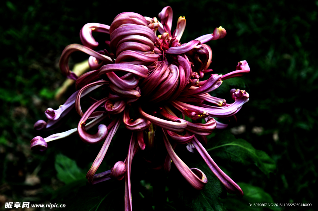 菊花