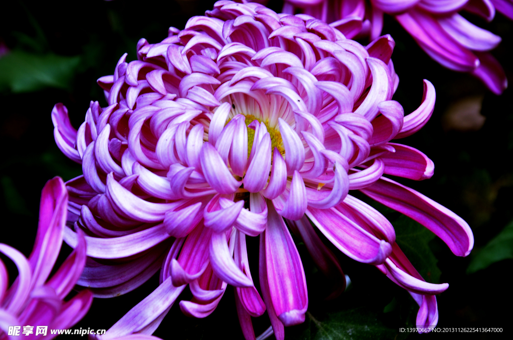 菊花