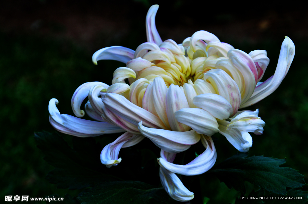 菊花