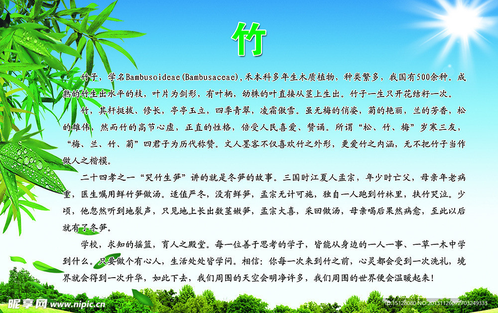 竹子介绍