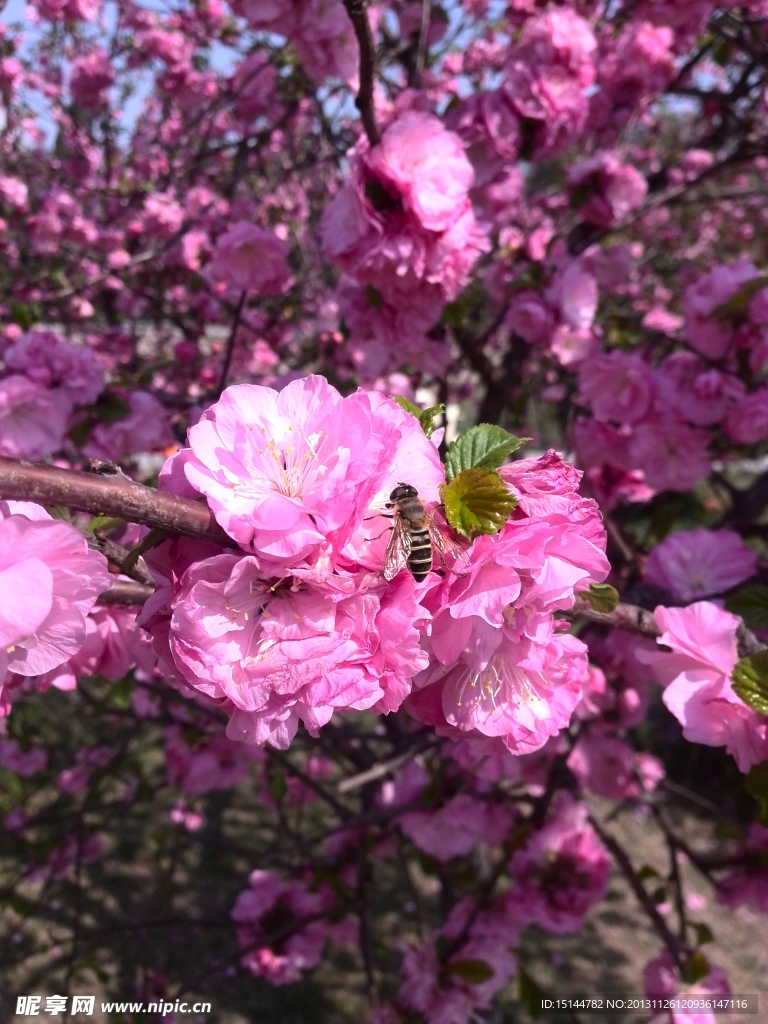 花和蜜蜂