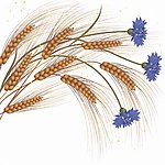 麦穗
