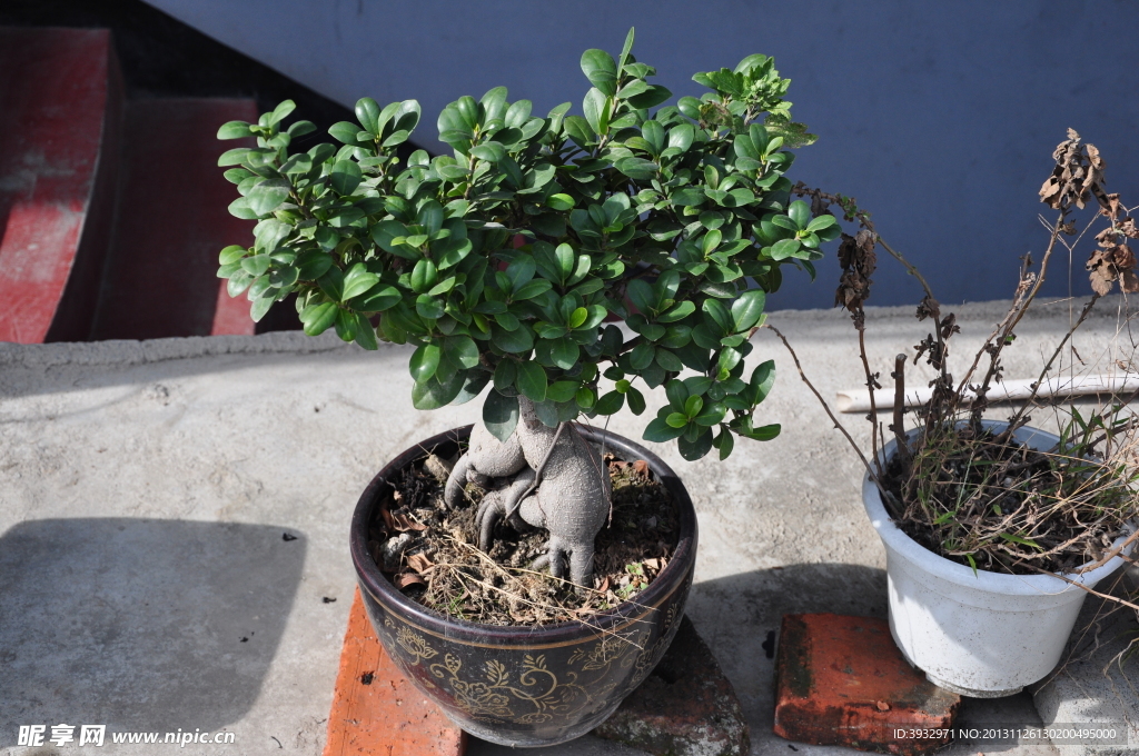 盆栽植物