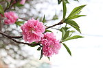 红花