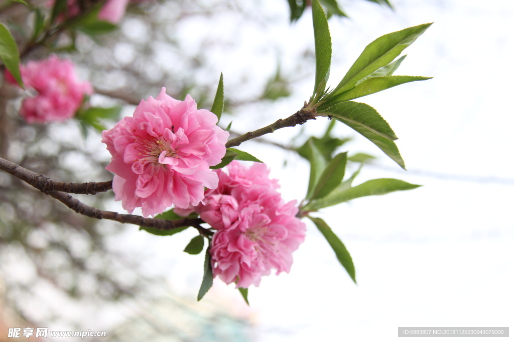 红花