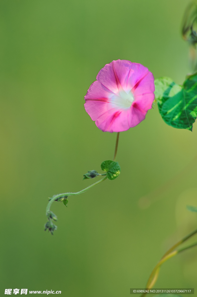 牵牛花 喇叭花