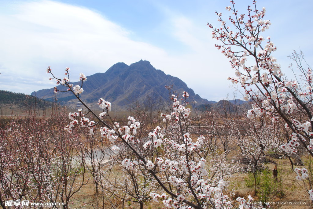 桃花 园林