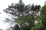 黄山