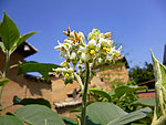 假烟叶树