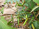 大巢菜
