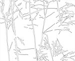 玻璃底纹银杉树