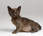 猫猫