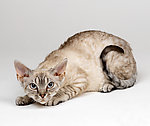 宠物猫