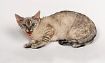 宠物猫