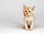 宠物猫