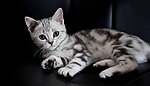 可爱小猫咪