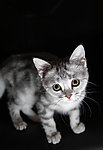 可爱小猫咪