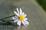 野菊花